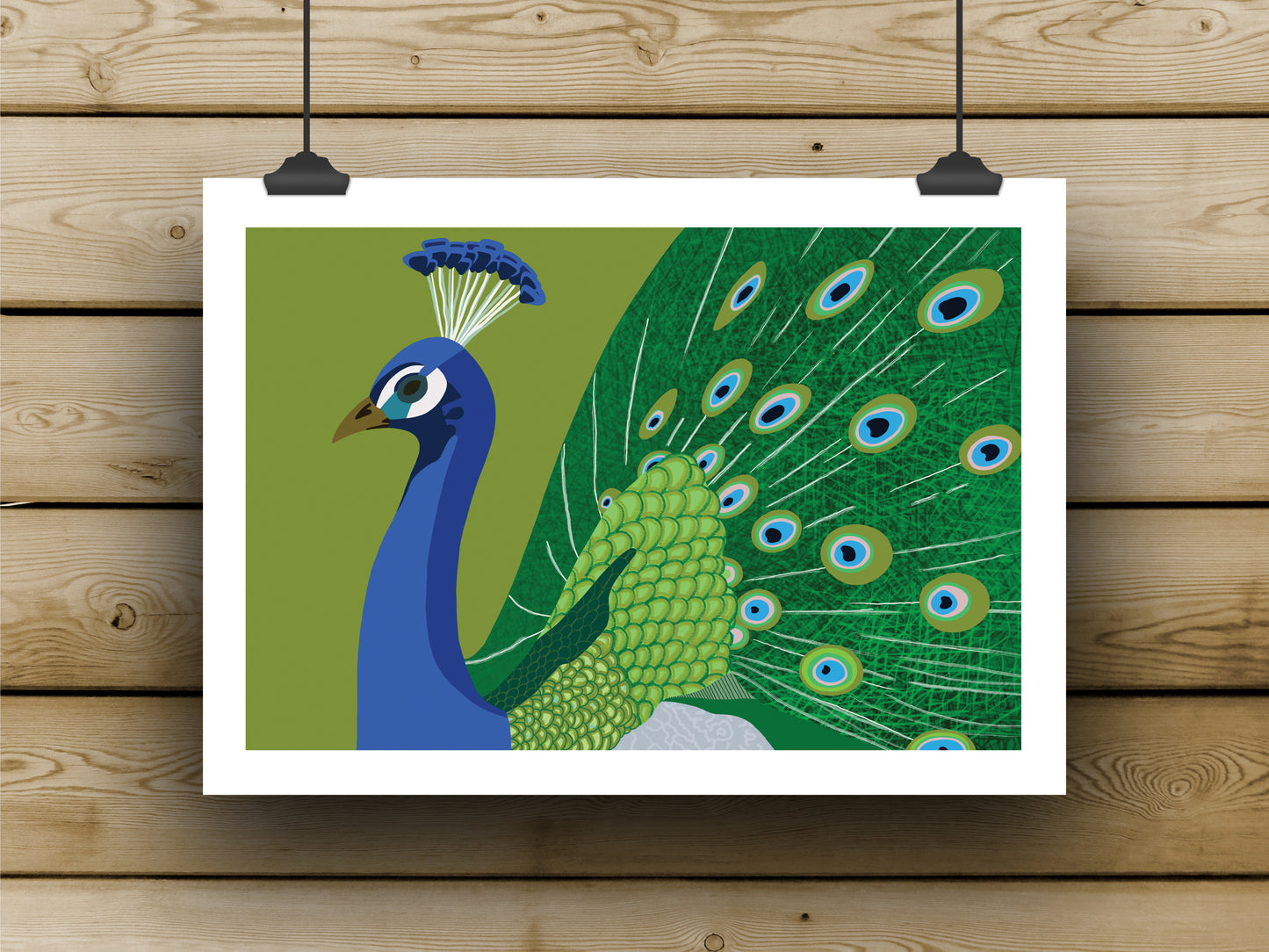 Peacock 1